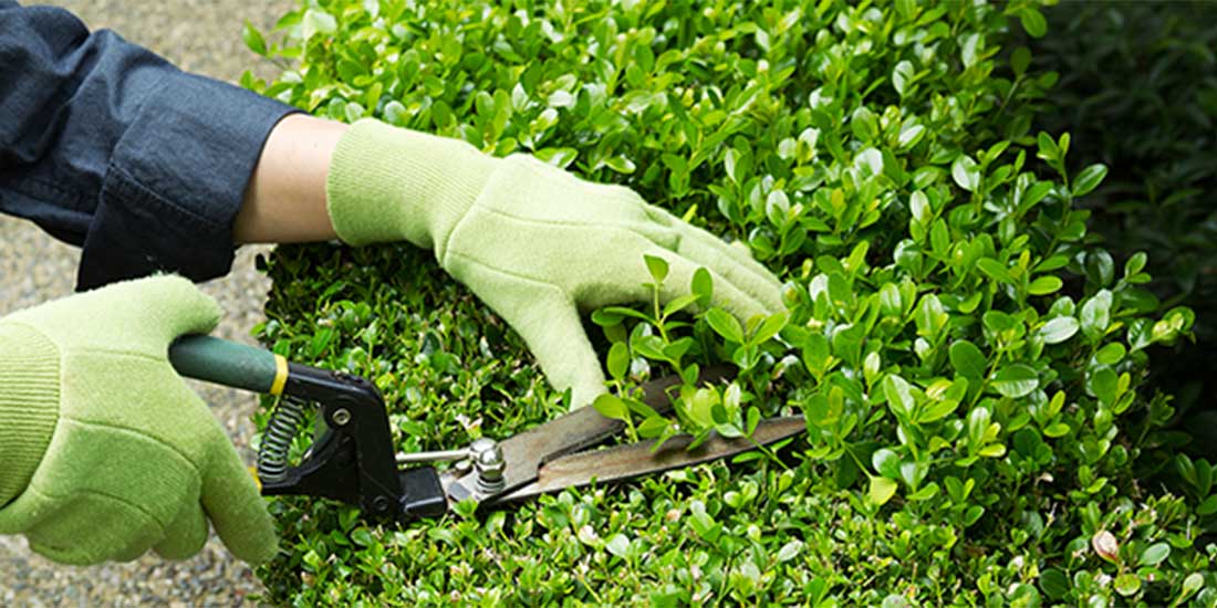 Hecke Schneiden und Garten Pflegen