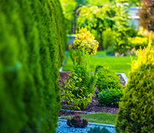 Grüner Garten mit Pflege und Hecke